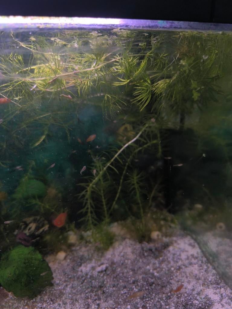 Aquariumplant, Dieren en Toebehoren