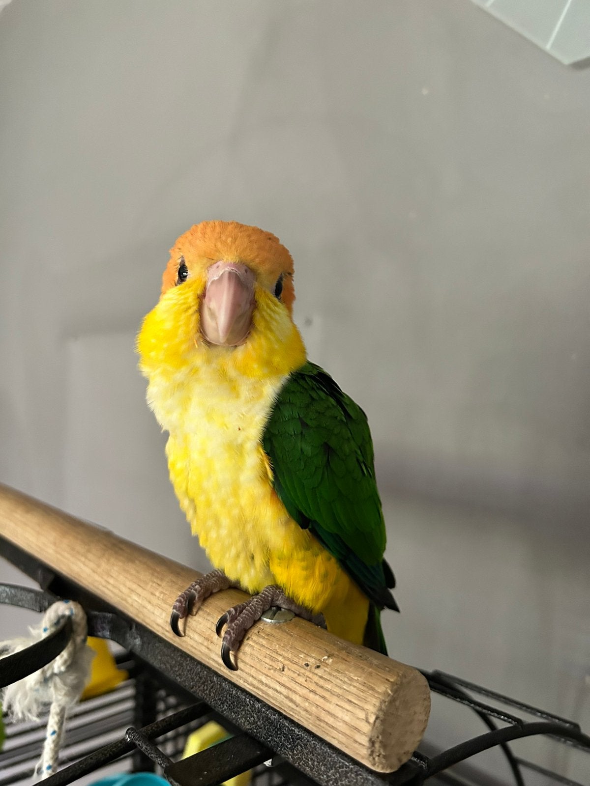 Super handtam roestkop caique popje, Vrouwelijk, Papegaai, Geringd