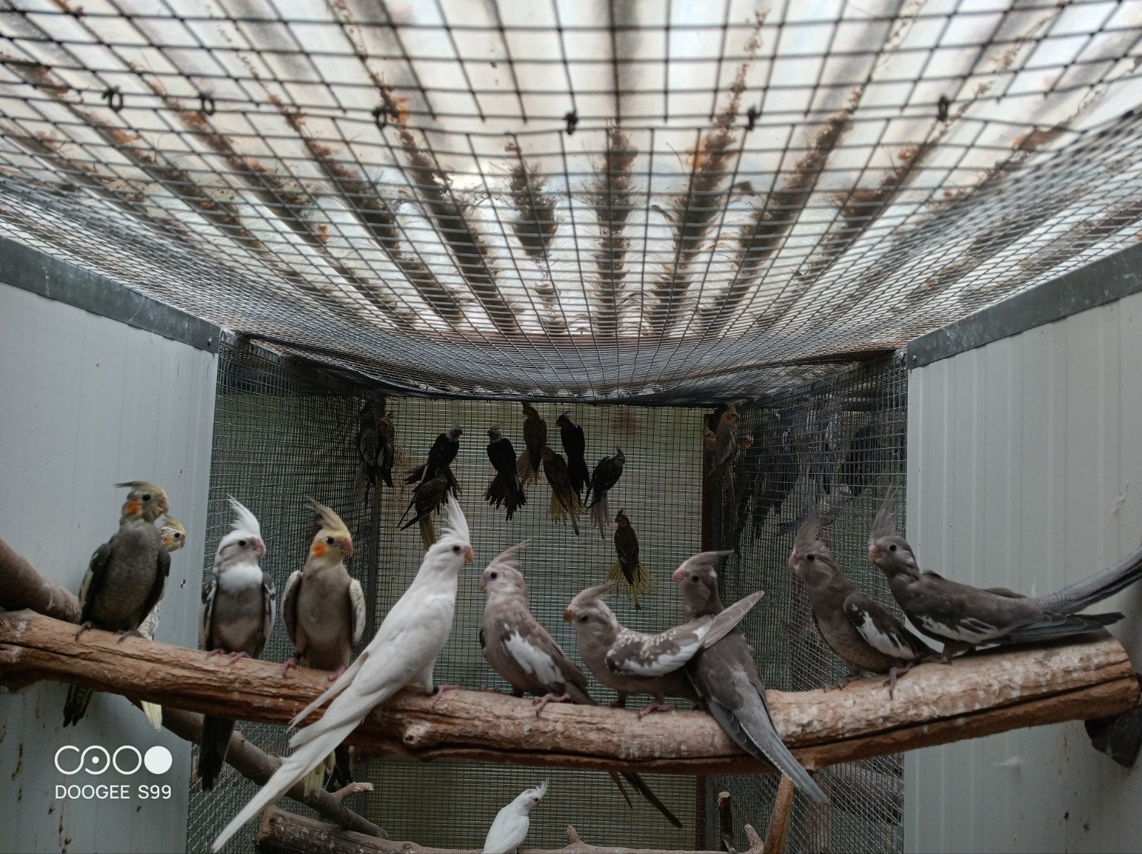 jonge valkparkieten 2026, Dieren en Toebehoren