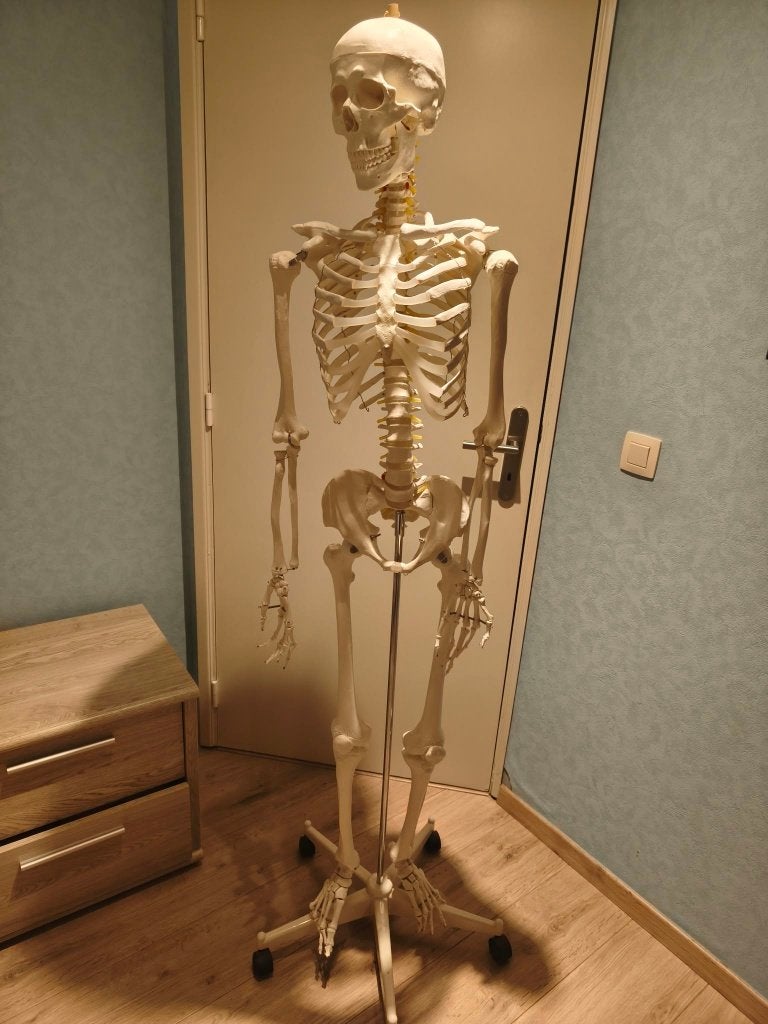 Anatomisch skelet, Ophalen, Gebruikt