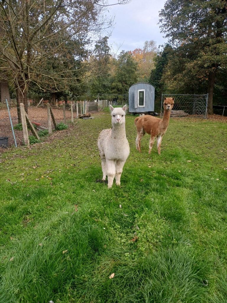 Alpaca merrie, April, Vrouwelijk