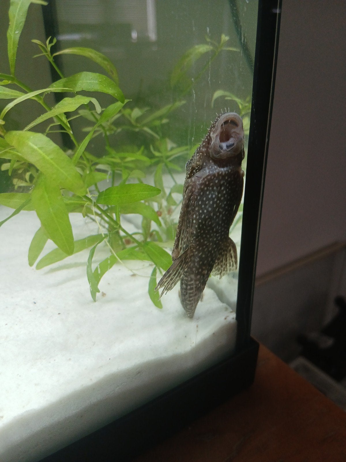 ancistrus femelle