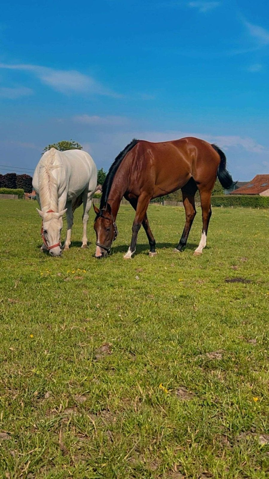 Brave merrie zoekt 5 sterren huisje, Animaux & Accessoires, Chevaux, Jument, Débourré, 160 à 165 cm, 3 à 6 ans, Cheval de récréation