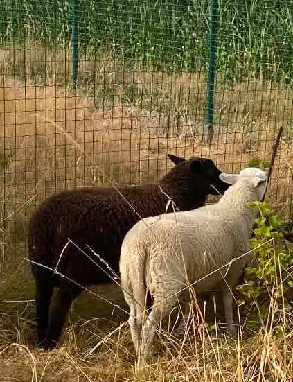 Lam ooi en Ram, Dieren en Toebehoren, Meerdere dieren, Schaap, 0 tot 2 jaar