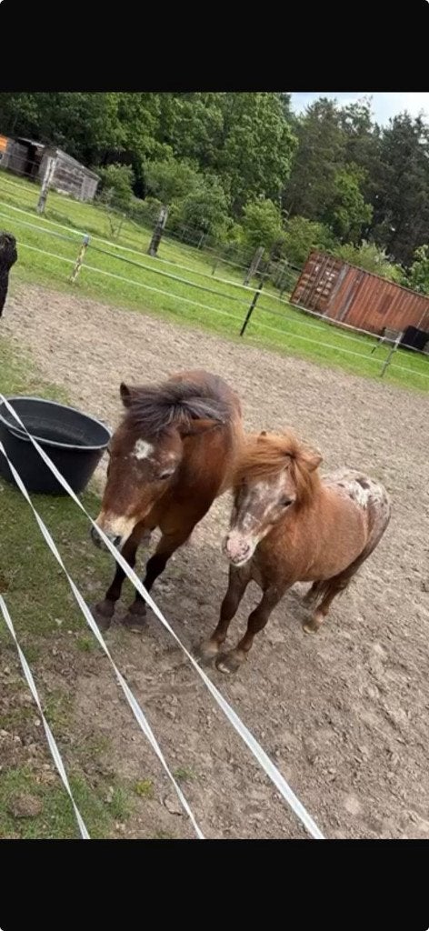 2 mini paardjes te koop met papieren, Plusieurs animaux, Ne s'applique pas, Avec pedigree, 11 ans ou plus