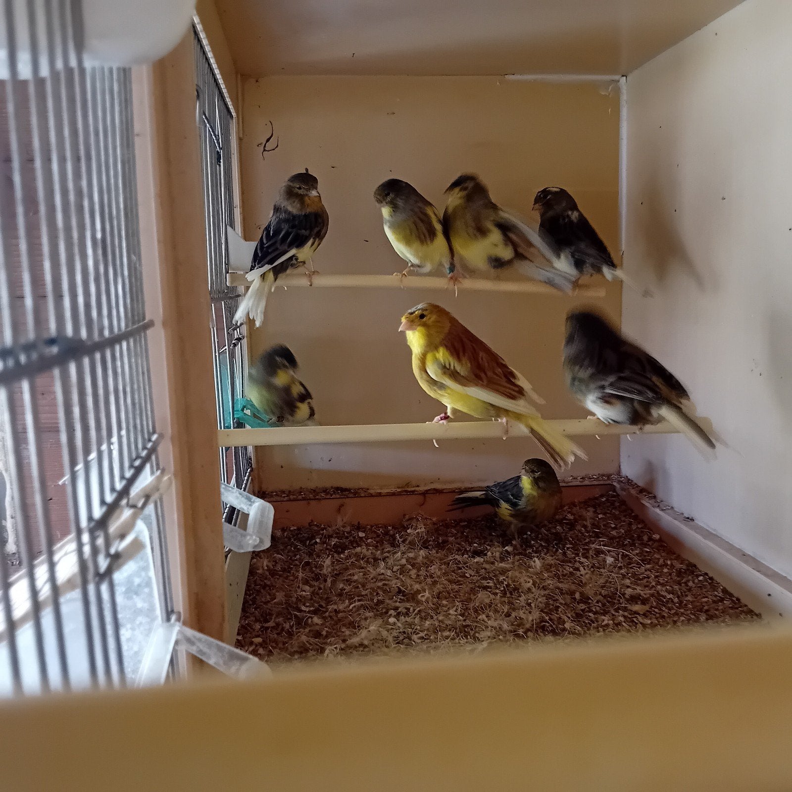 3 gloster poppen 2 x kuif en 1 gladkop van '24, voor 40€, Dieren en Toebehoren