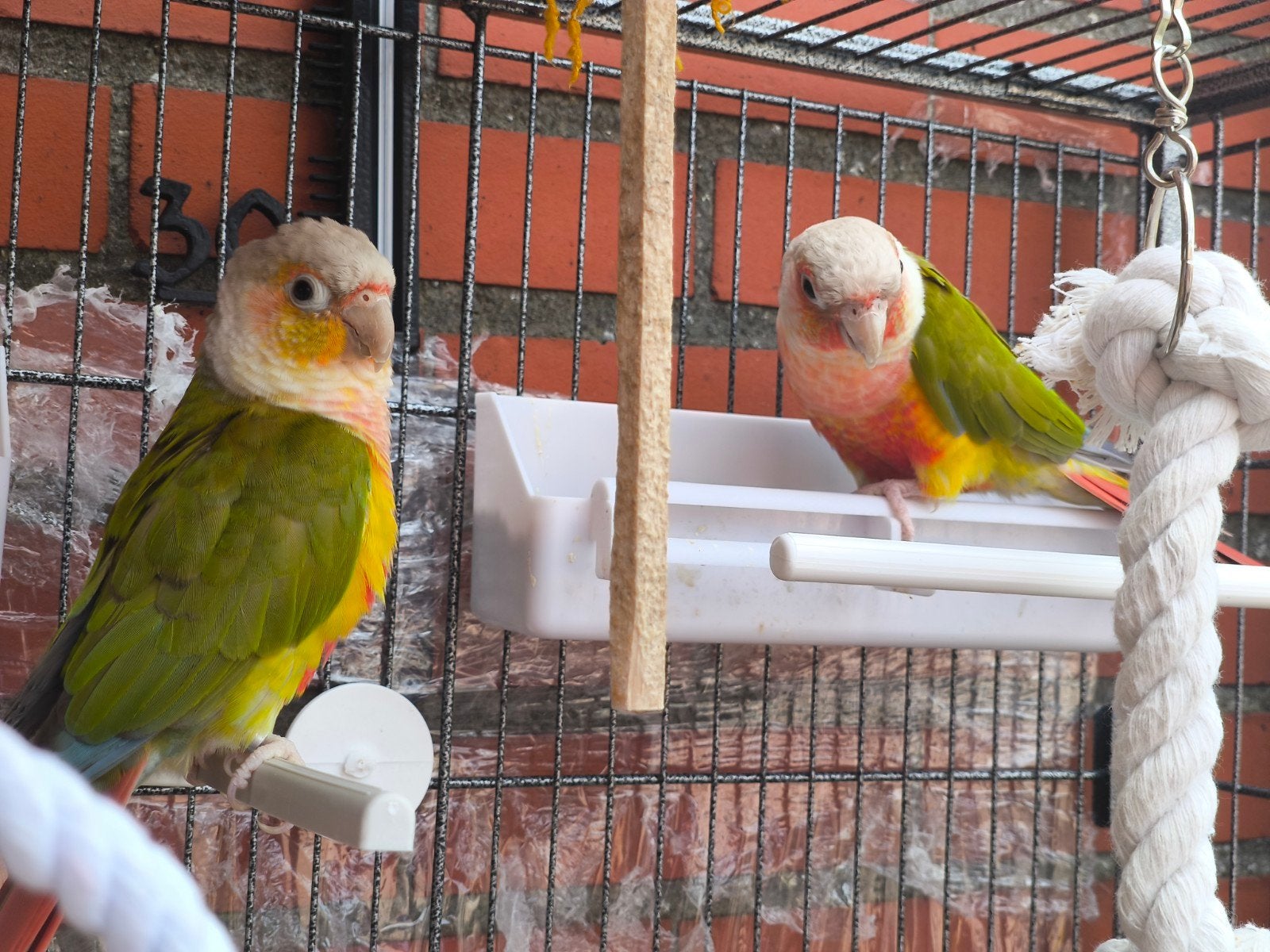 Pyrrhura koppel, Dieren en Toebehoren, Vogels | Parkieten en Papegaaien