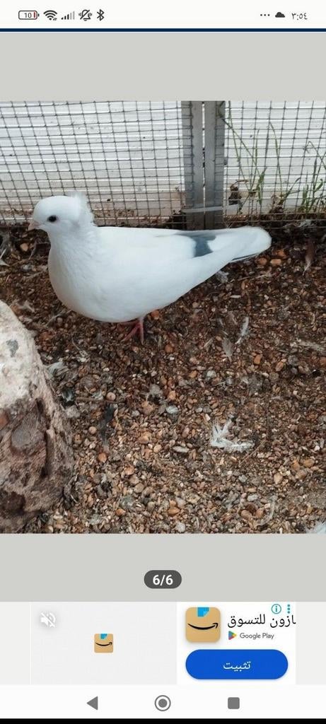 Sierduiven, Dieren en Toebehoren, Vogels | Duiven