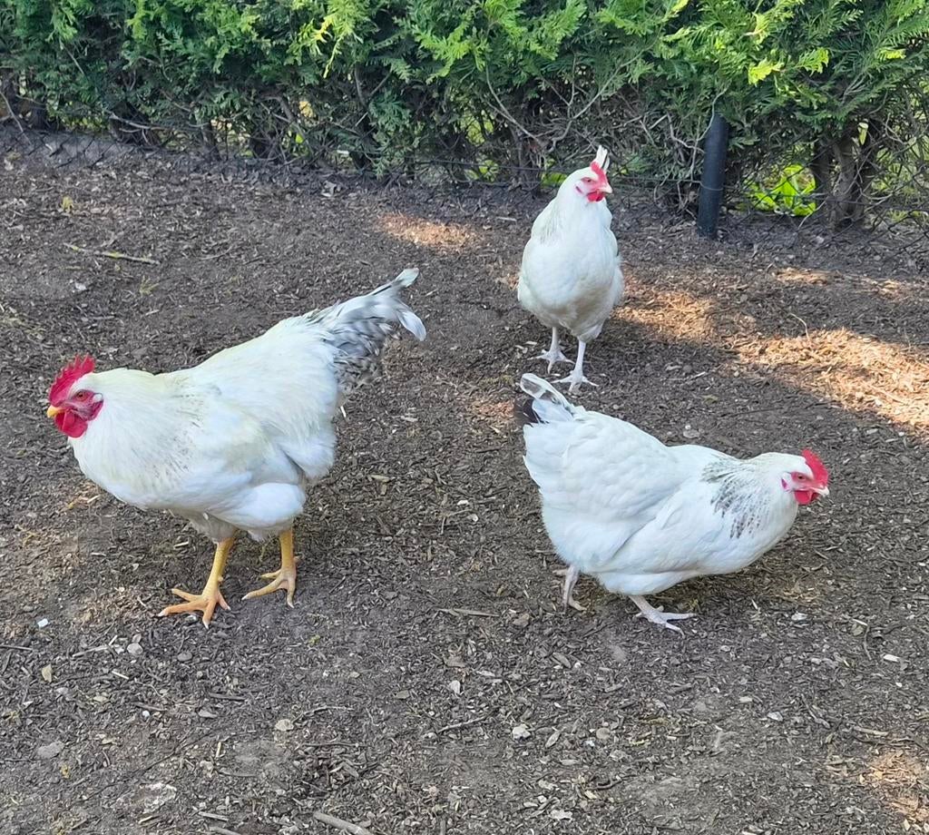 Trio : 2 poules pondeuses + coq