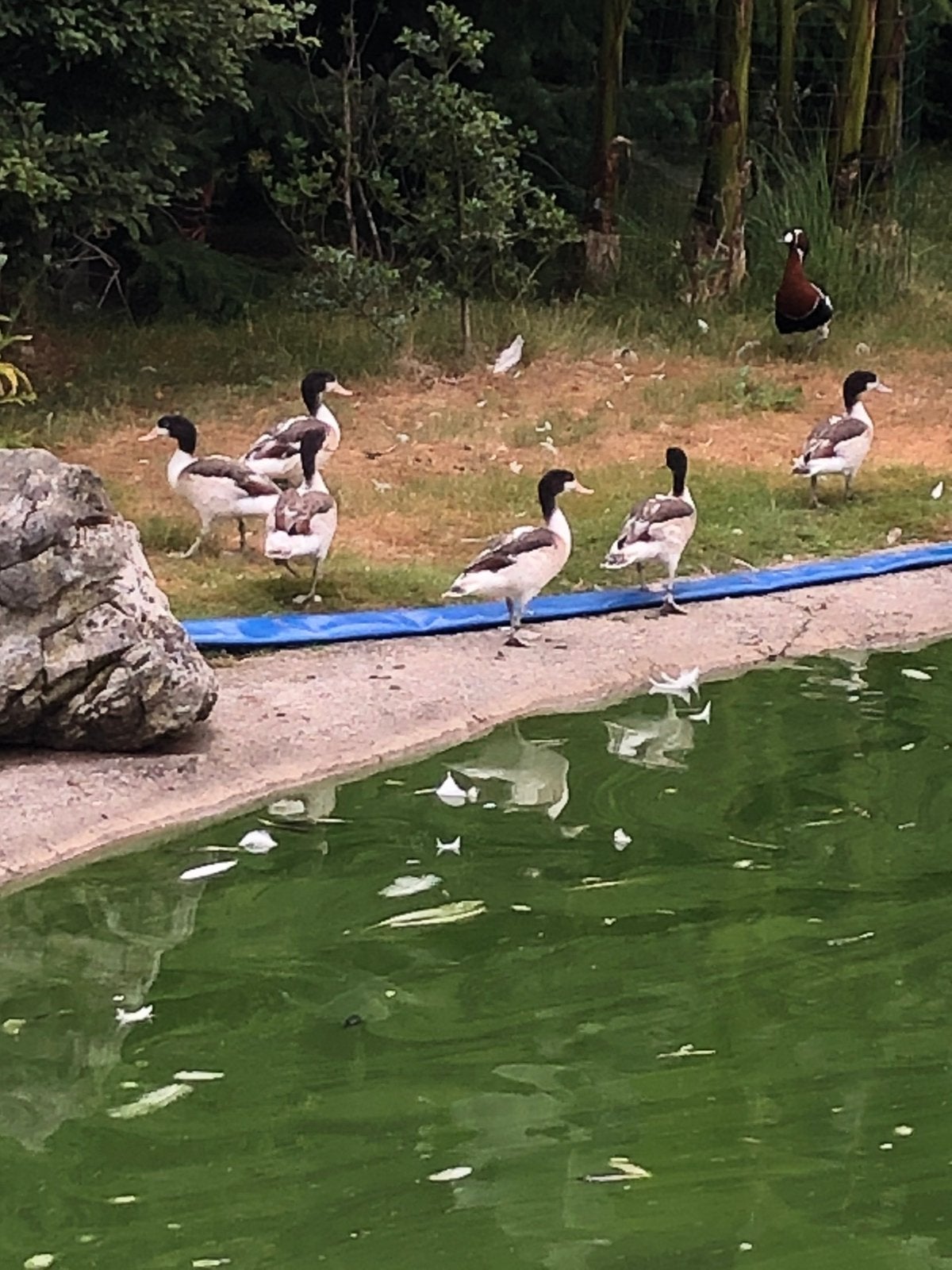 Bergeenden, Dieren en Toebehoren, Meerdere dieren, Eend