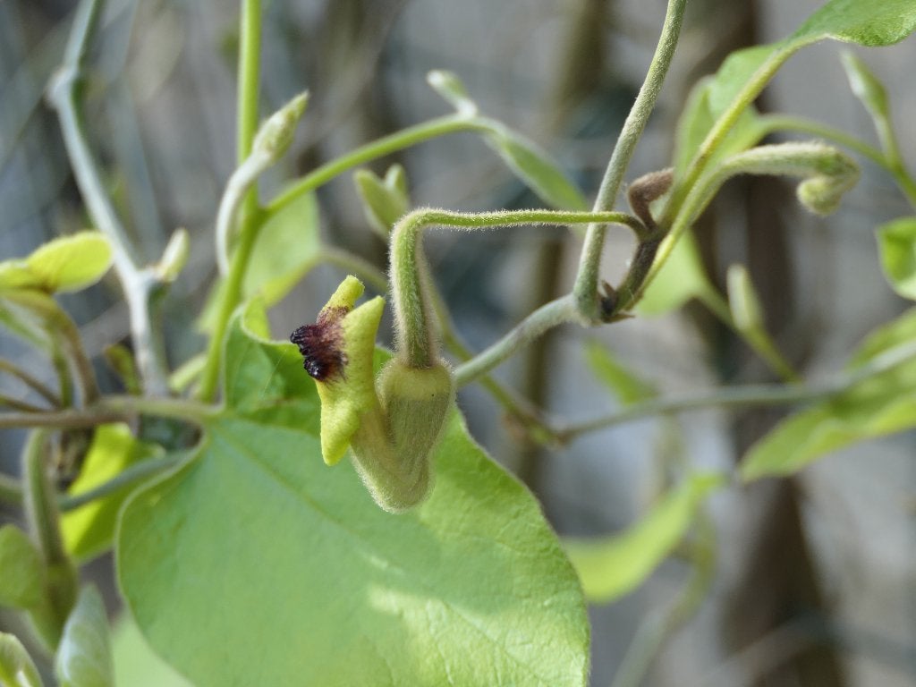 klimplant aristolochia, Ophalen