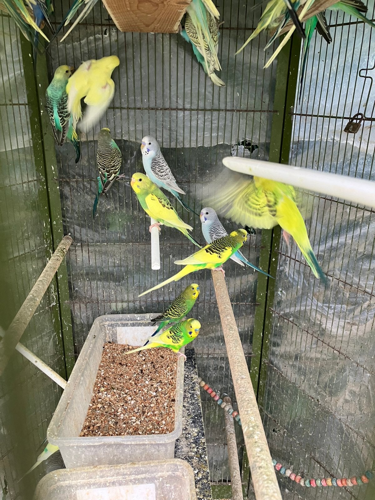 JONGE GRASPARKIETJES 2026: VANAF 10 EURO/VOGEL, Meerdere dieren, Parkiet, Tam