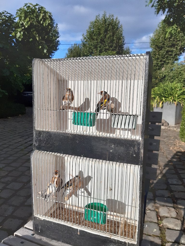 distelvinken, Dieren en Toebehoren, Ophalen