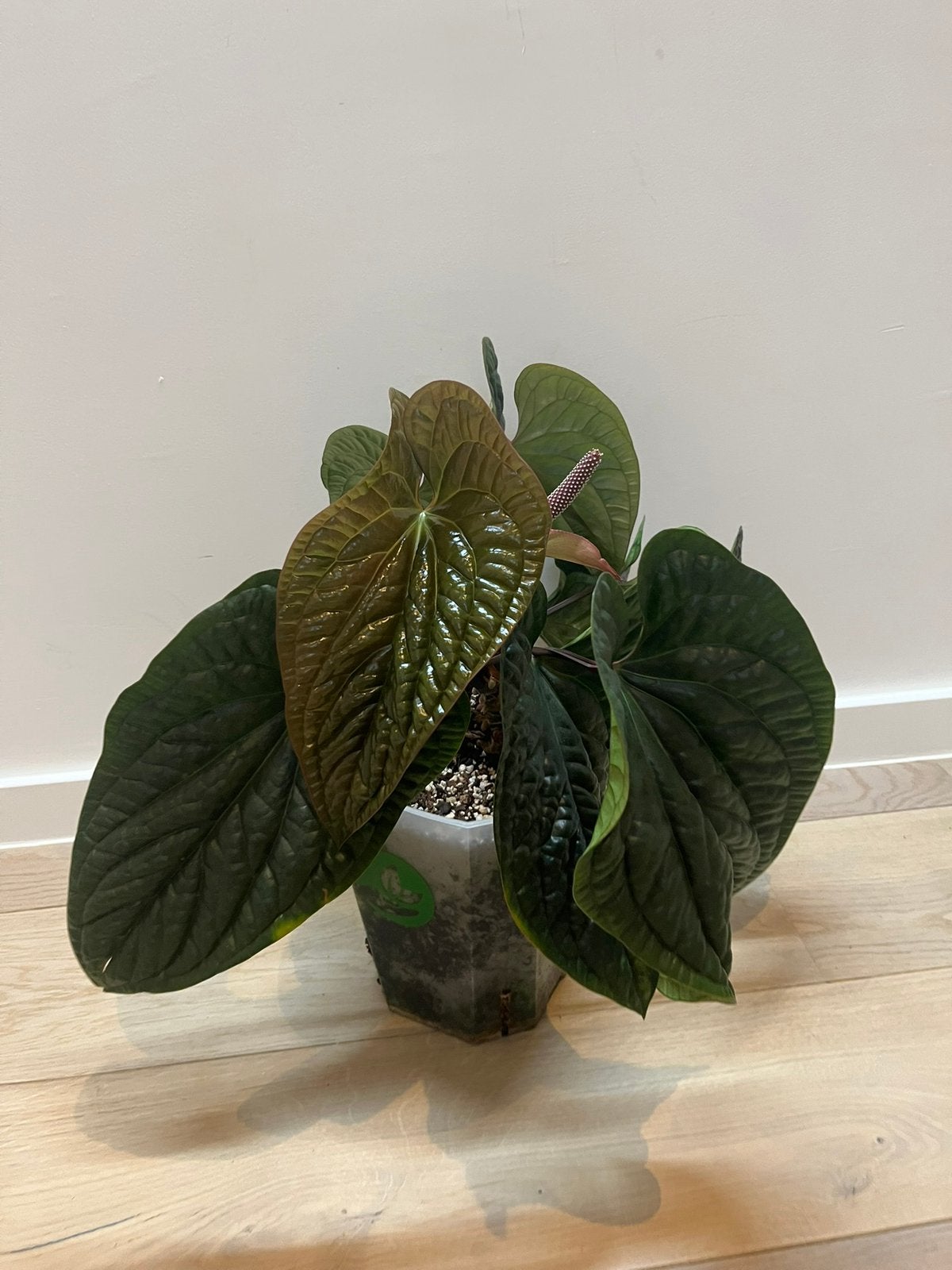 Anthurium Luxurians x Radicans Hybrid XL, Huis en Inrichting, Kamerplanten, Ophalen