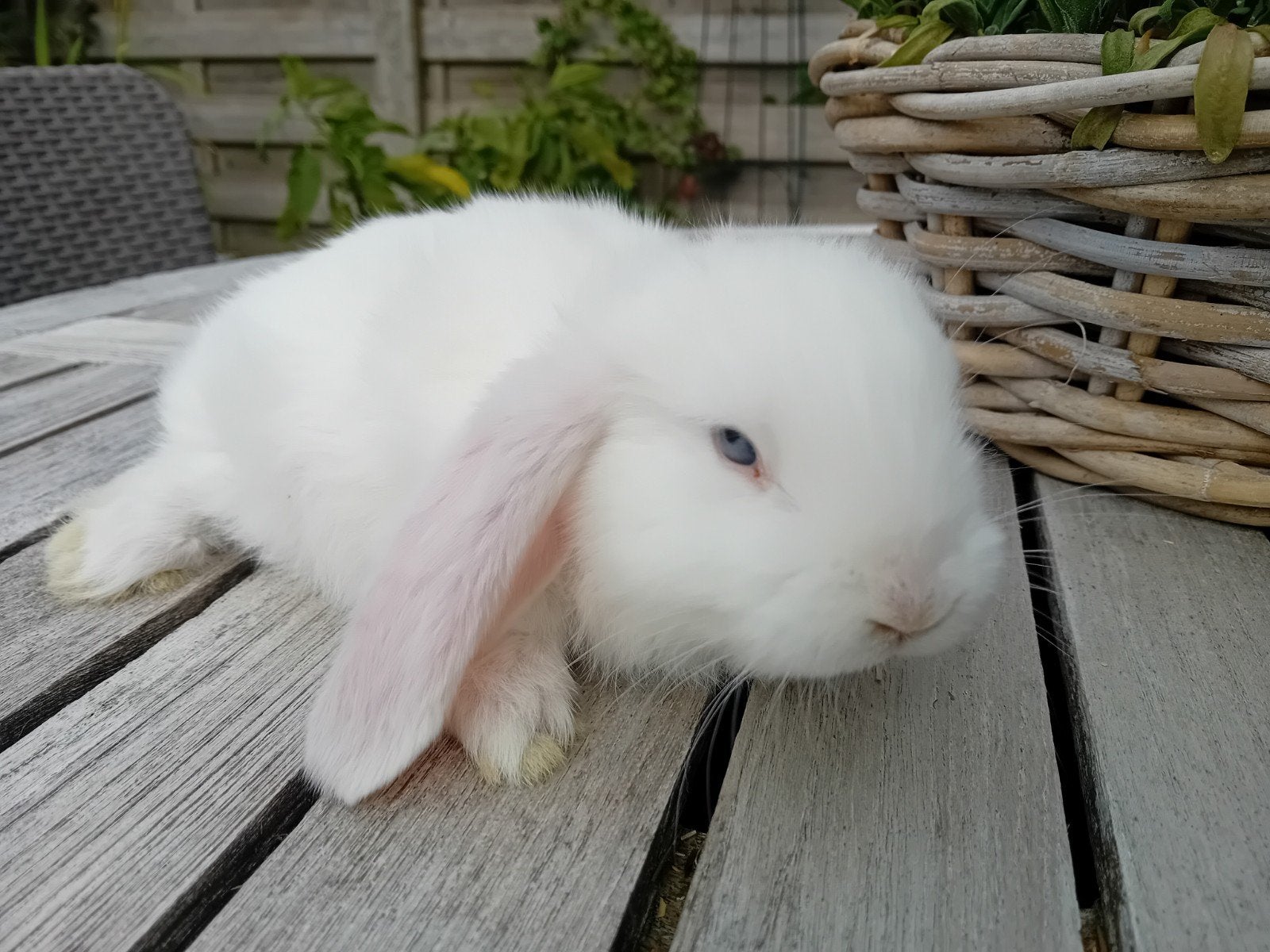 Franse hangoren, Dieren en Toebehoren, Konijnen, Meerdere dieren, Groot, Hangoor, 0 tot 2 jaar