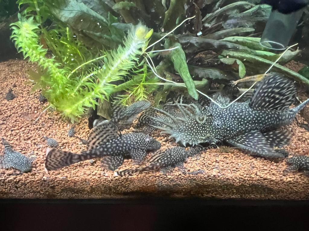 Borstelneuzen - ancystrus- ruitenkuisers, Dieren en Toebehoren, Vis, Zoetwatervis