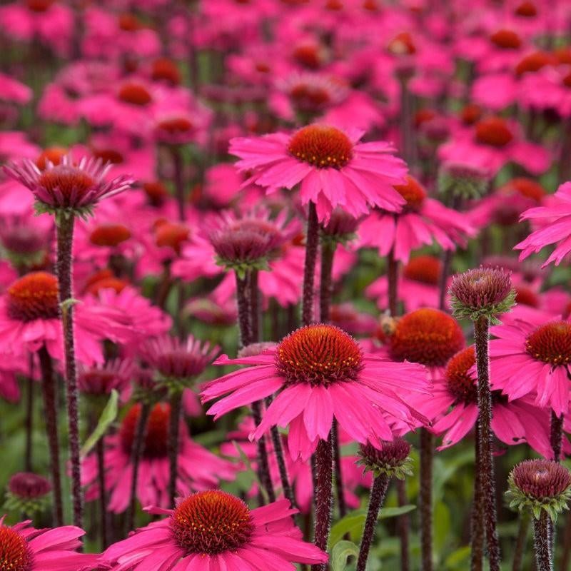 Zaden van  roze  Echinacea oogst 2025, Tuin en Terras, Ophalen of Verzenden, Gehele jaar, Zaad