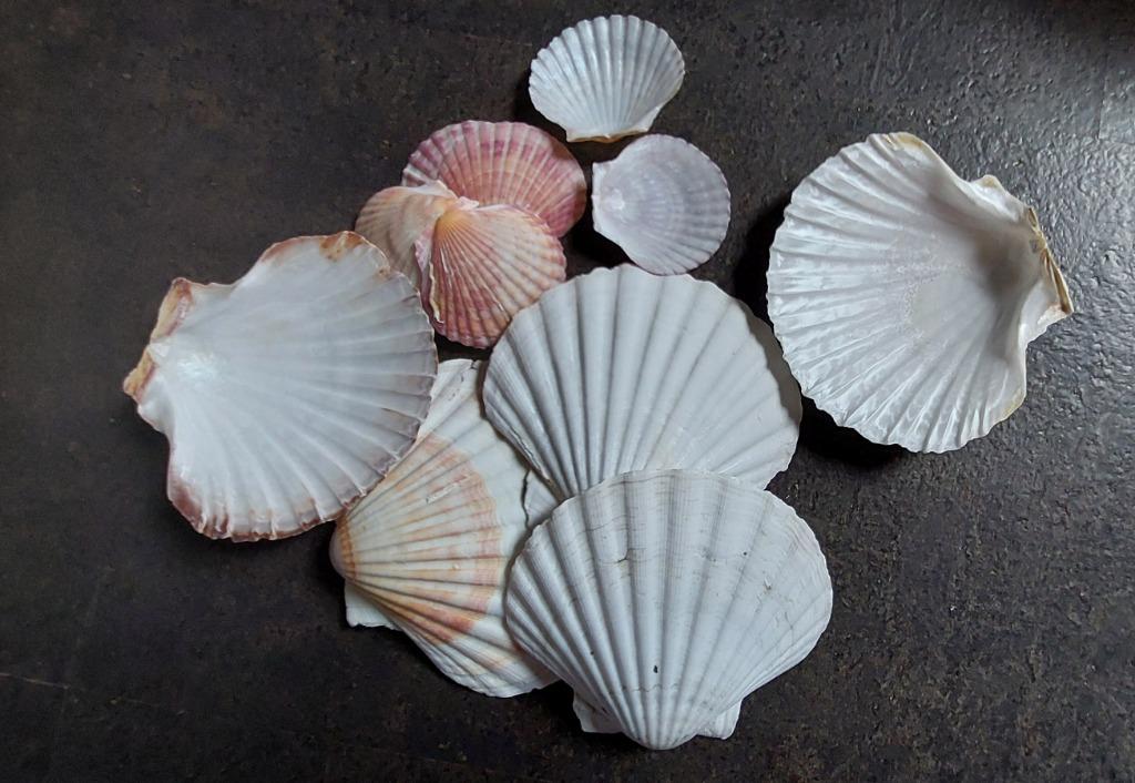 Coquilles Déco, Verzamelen, Ophalen, Schelp(en)