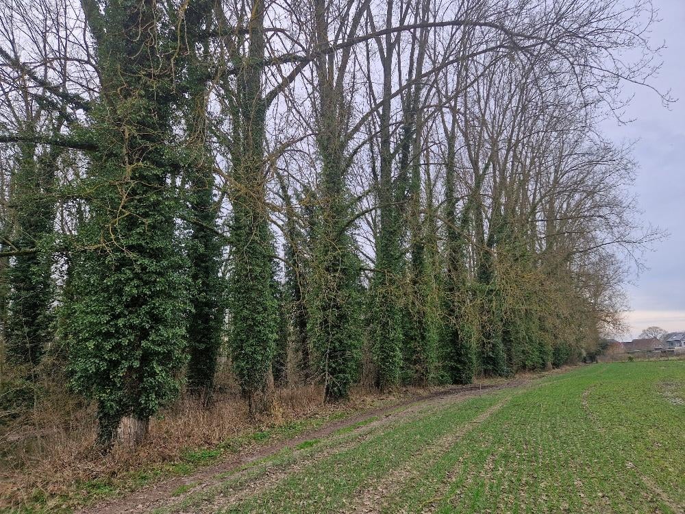 Rustig gelegen perceel van 33 are, Immo, Gronden en Bouwgronden, Verkoop zonder makelaar, 1500 m² of meer