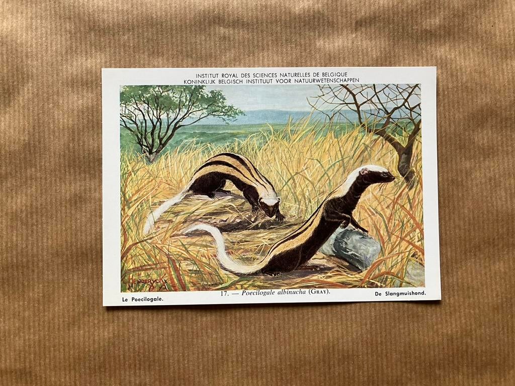 Zoogdieren van Belgisch Congo  Nr. 17 Slangmuishond, Verzamelen, Ophalen of Verzenden, Ongelopen, Wild dier