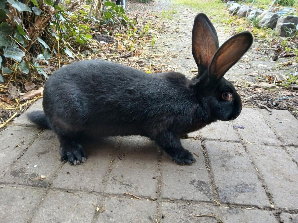 reuzevlinder lotharinger rammelaar, Dieren en Toebehoren, Konijnen