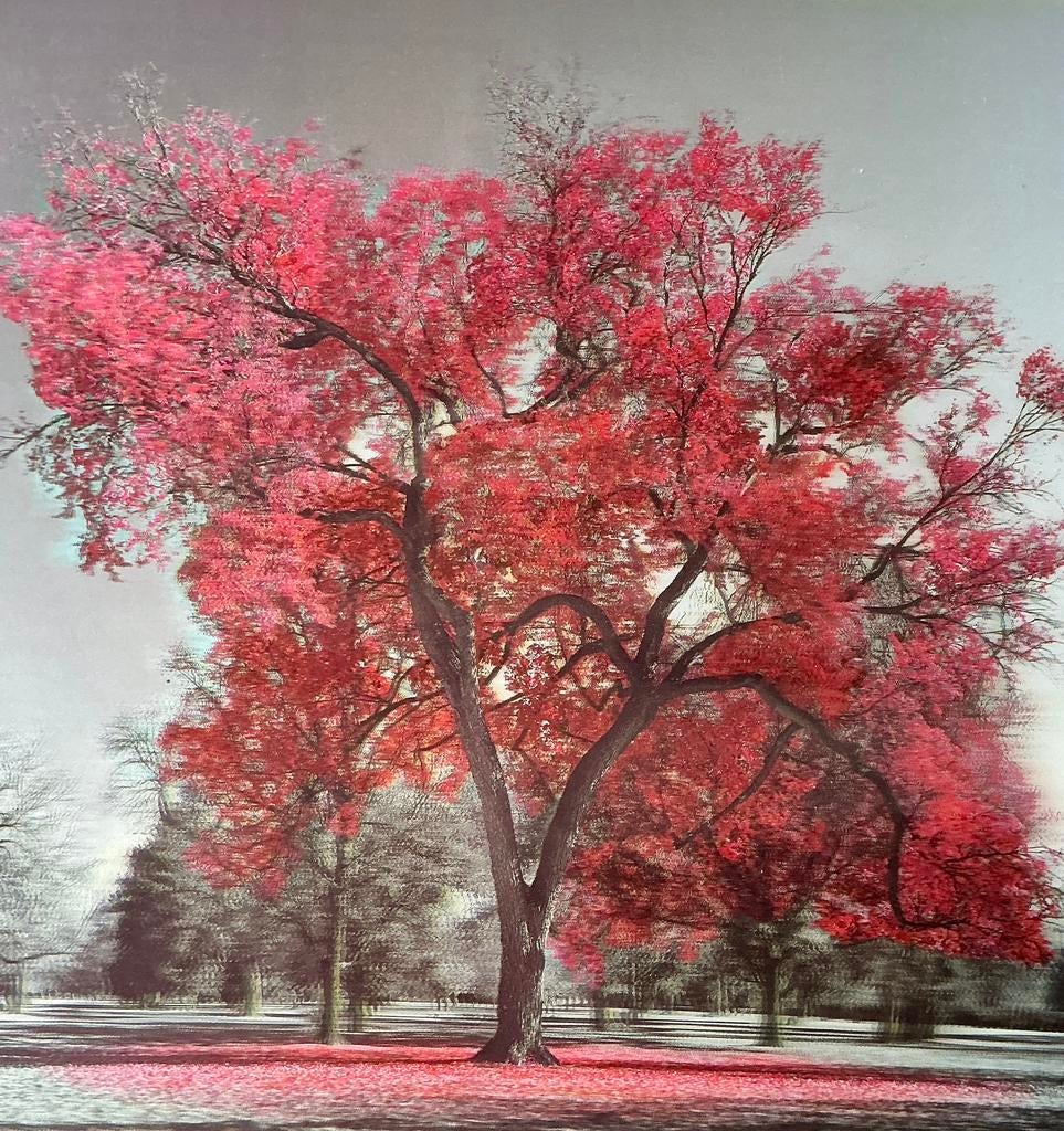 Prachtige 3D-foto van bomen op hardboard., Ophalen