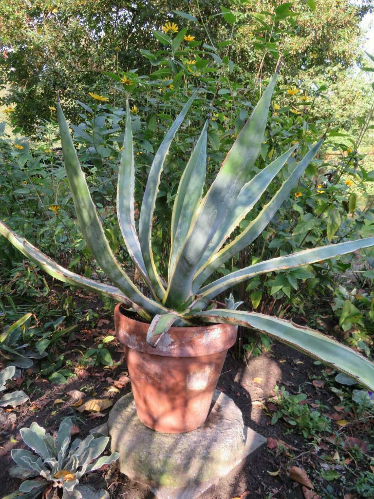 Agave Mexicana, Autres espèces, Ne fleurit pas, Plein soleil, Enlèvement