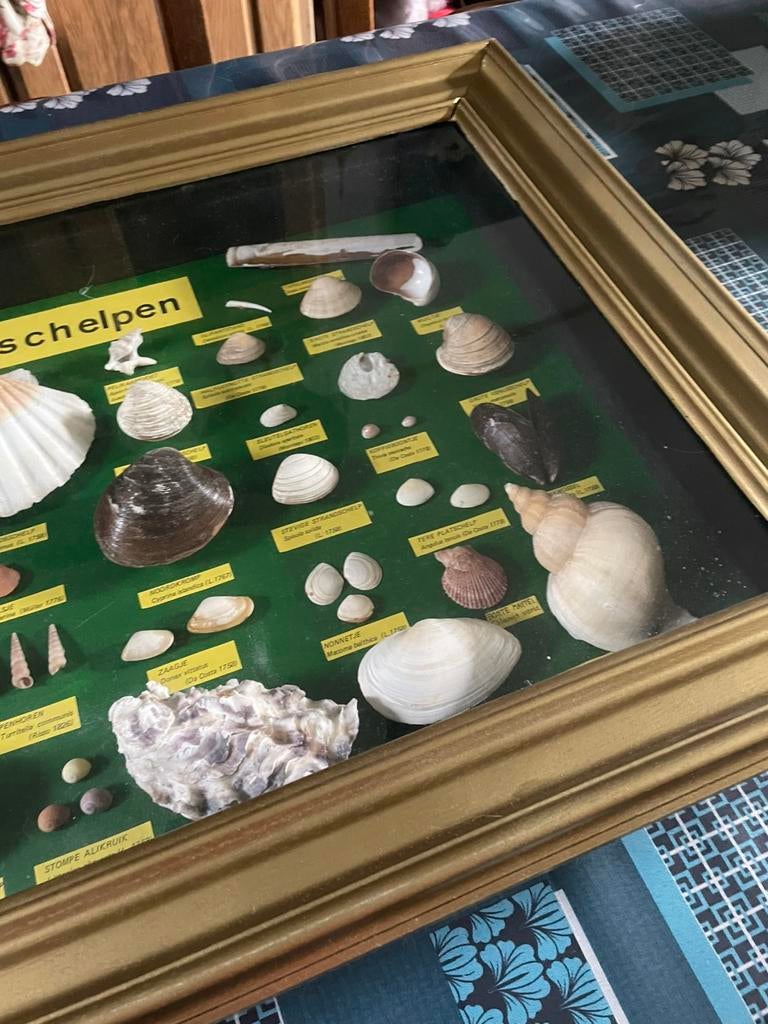 Kader, Ophalen of Verzenden, Schelp(en)