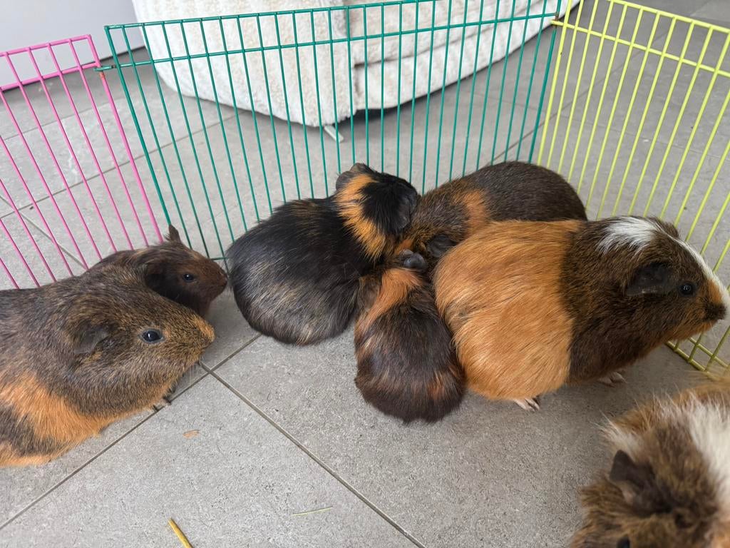 Cavia’s te koop, Décembre, Domestique, Plusieurs animaux, Cobaye