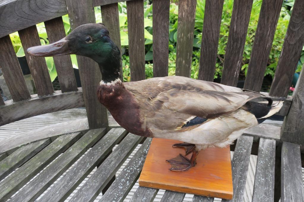 Taxidermie mooie eend., Ophalen of Verzenden, Gebruikt, Wild dier