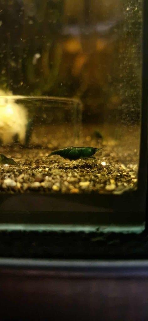 Green Jade garanaal (Neocaridina), Dieren en Toebehoren, Kreeft, Krab of Garnaal, Zoetwatervis, Schoolvis