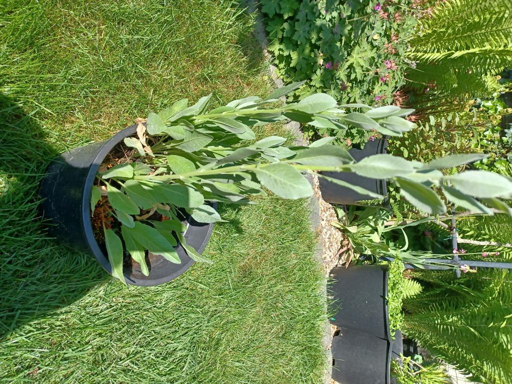 balsemwormkruid - Tanacetum balsamita, Jardin & Terrasse, Plantes | Jardin, Enlèvement, Plante fixe, Herbes, Mi-ombre