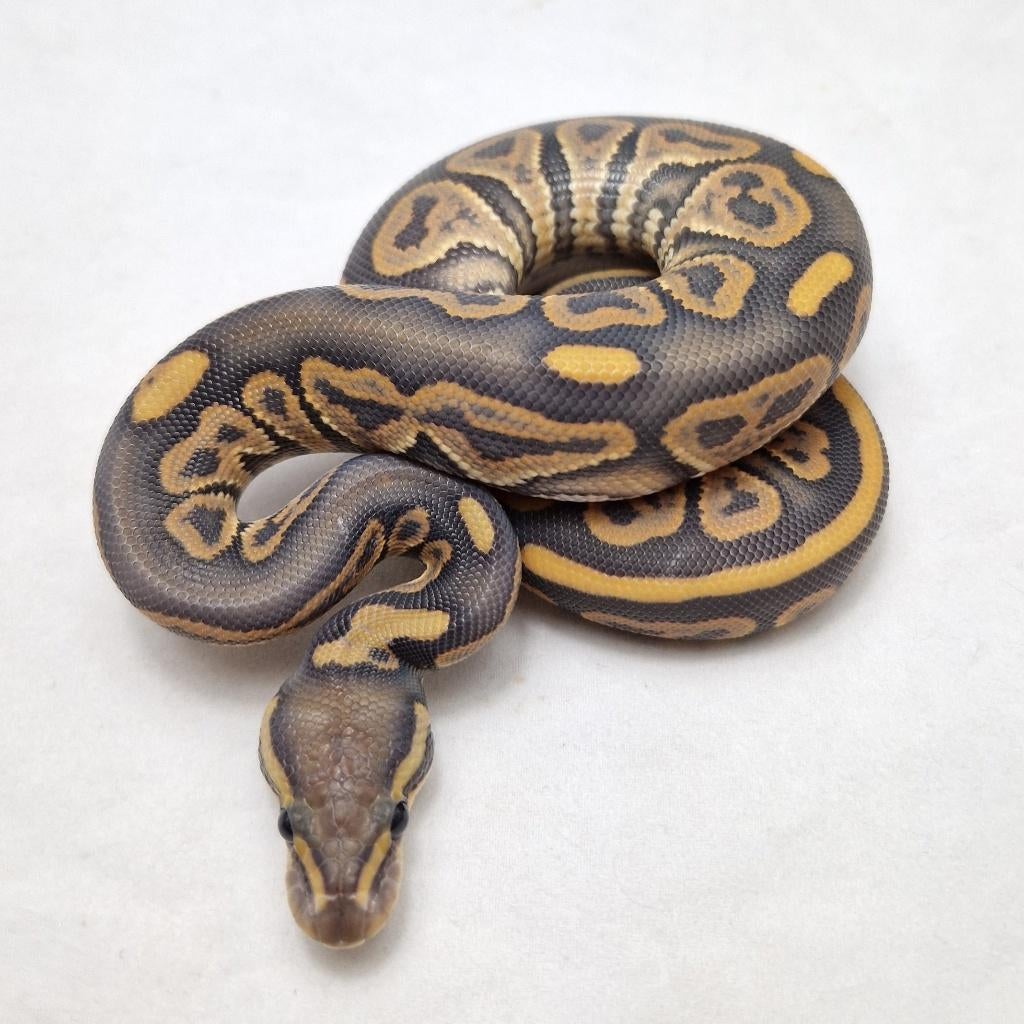 Black pastel Hypo het Dg man, Animaux & Accessoires, Reptiles & Amphibiens, Serpent, 0 à 2 ans, Domestique
