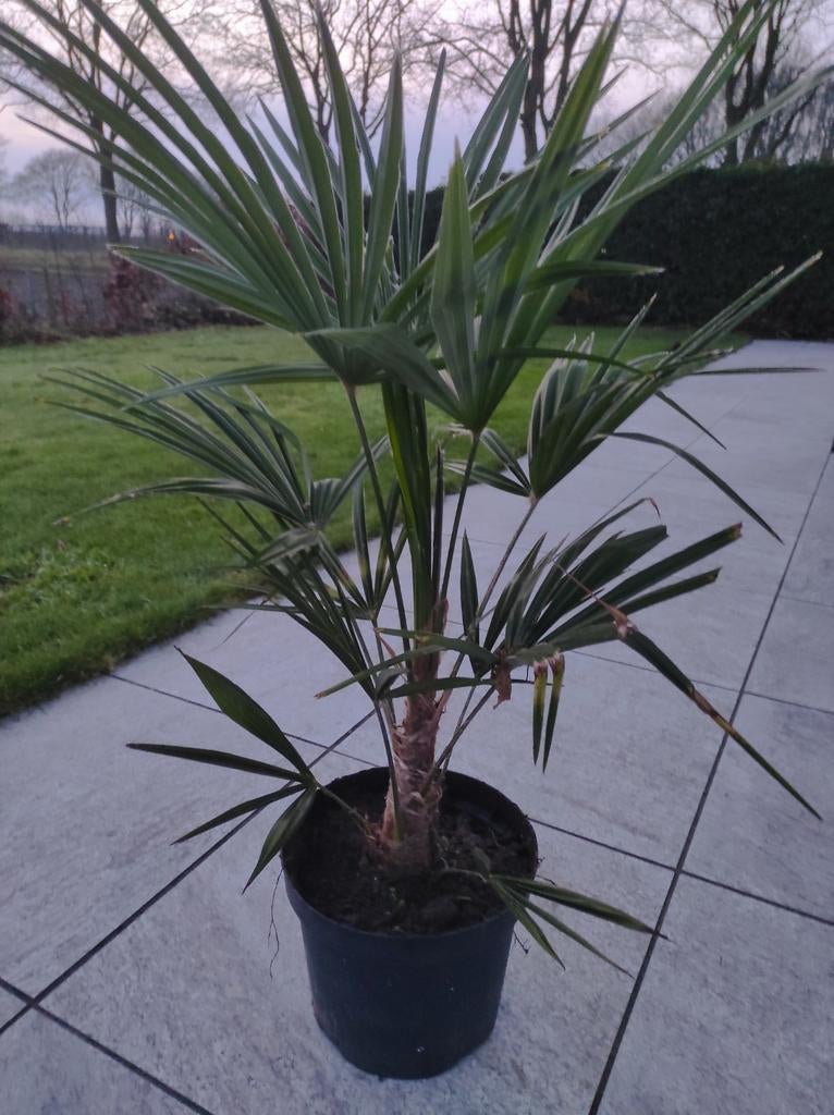 Trachycarpus fortunei Waaierplam, Tuin en Terras, Overige soorten, Volle zon, Vaste plant, Ophalen of Verzenden