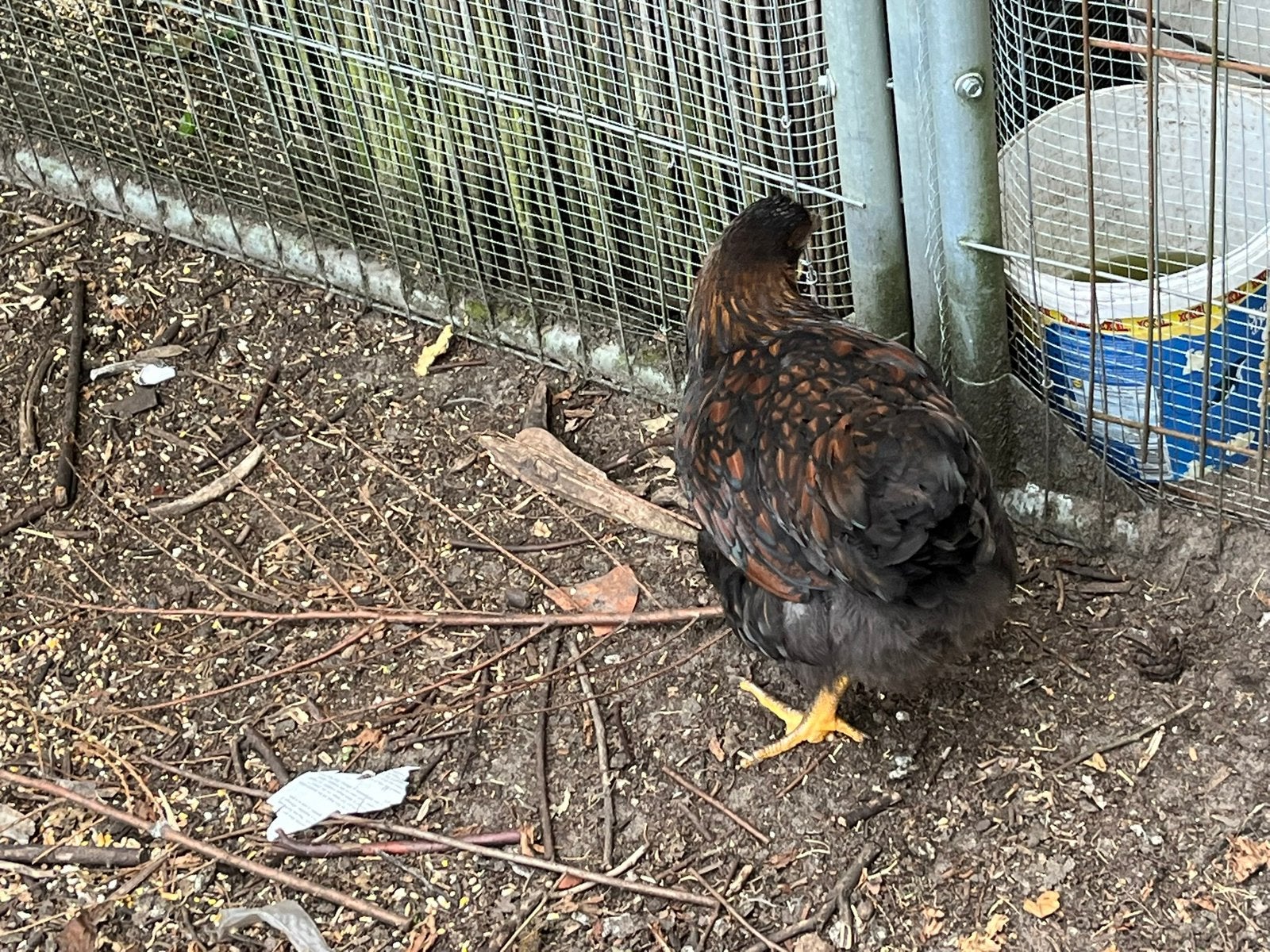 Wyandotte hennen, Femelle, Poule ou poulet