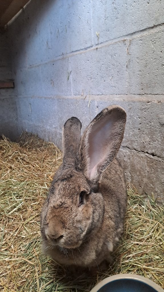 Vlaamse reus, Dieren en Toebehoren, Vrouwelijk, Groot, 0 tot 2 jaar