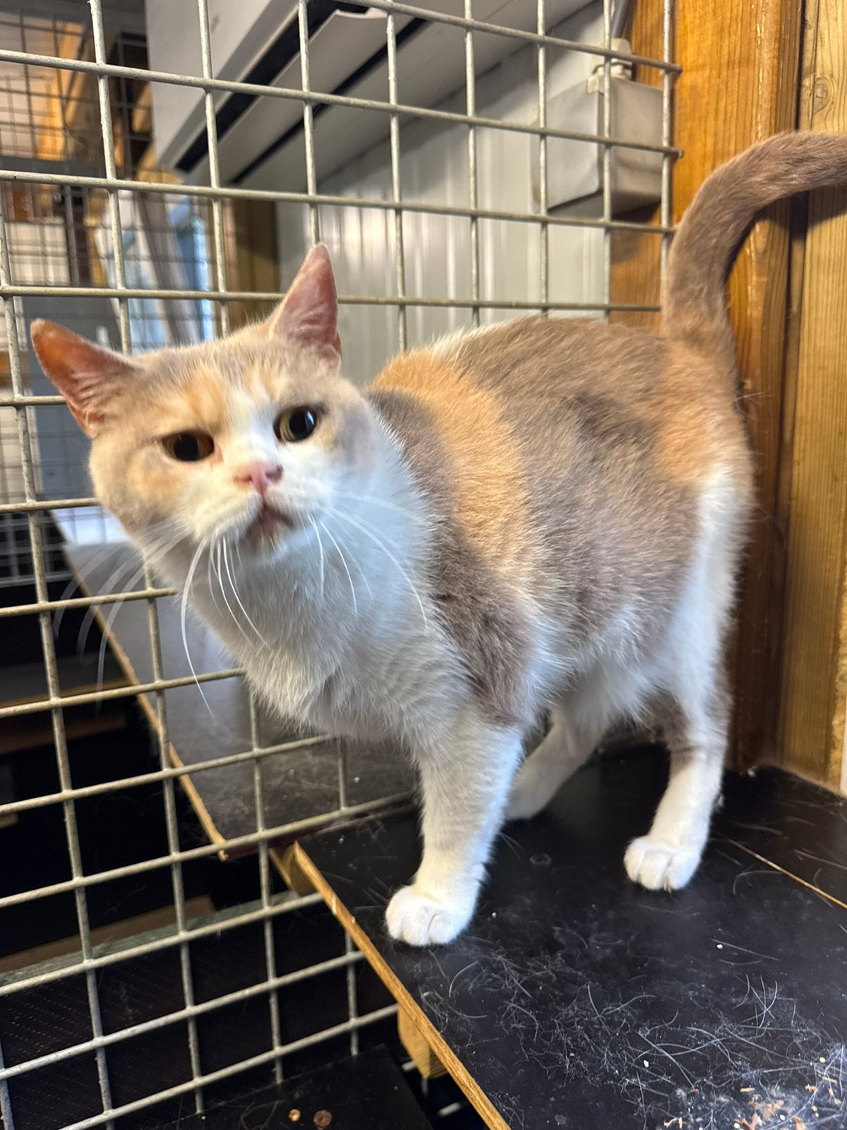 Britse korthaar, Dieren en Toebehoren, Poes, Met stamboom, 3 tot 5 jaar