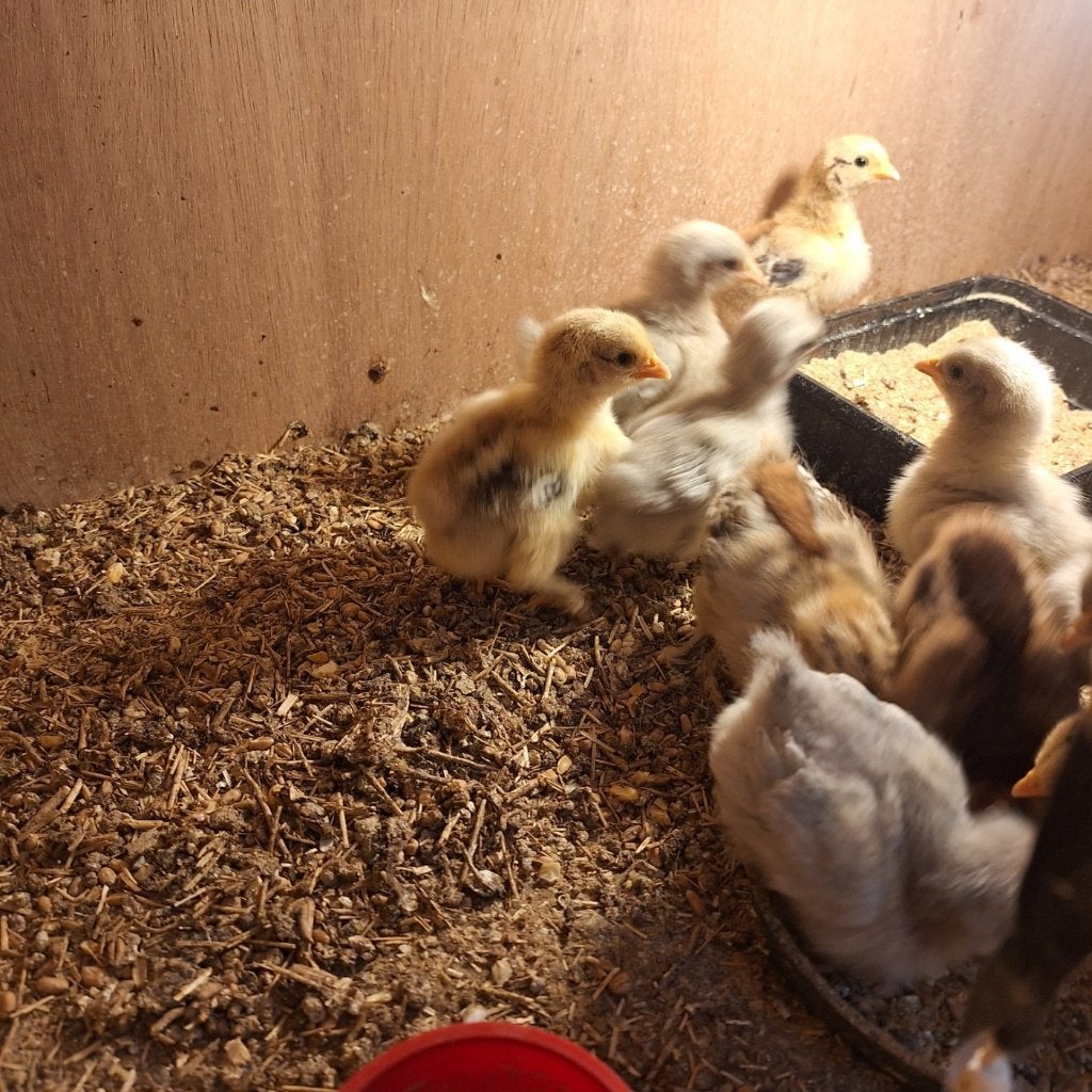 Serama kuikens, Dieren en Toebehoren, Geslacht onbekend, Kip