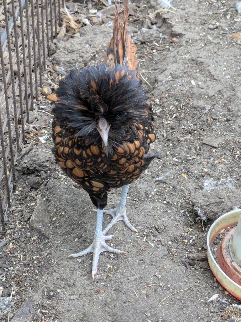Padua, Dieren en Toebehoren, Pluimvee