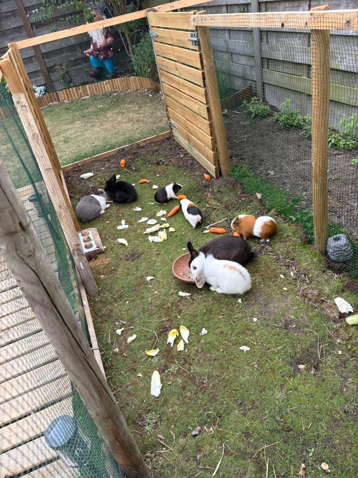 Konijnen en cavia’s te koop, Dieren en Toebehoren, Konijnen, Vrouwelijk, Dwerg, Hangoor, 0 tot 2 jaar