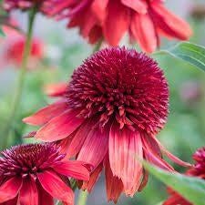 Echinacea Eccentric, Tuin en Terras, Ophalen