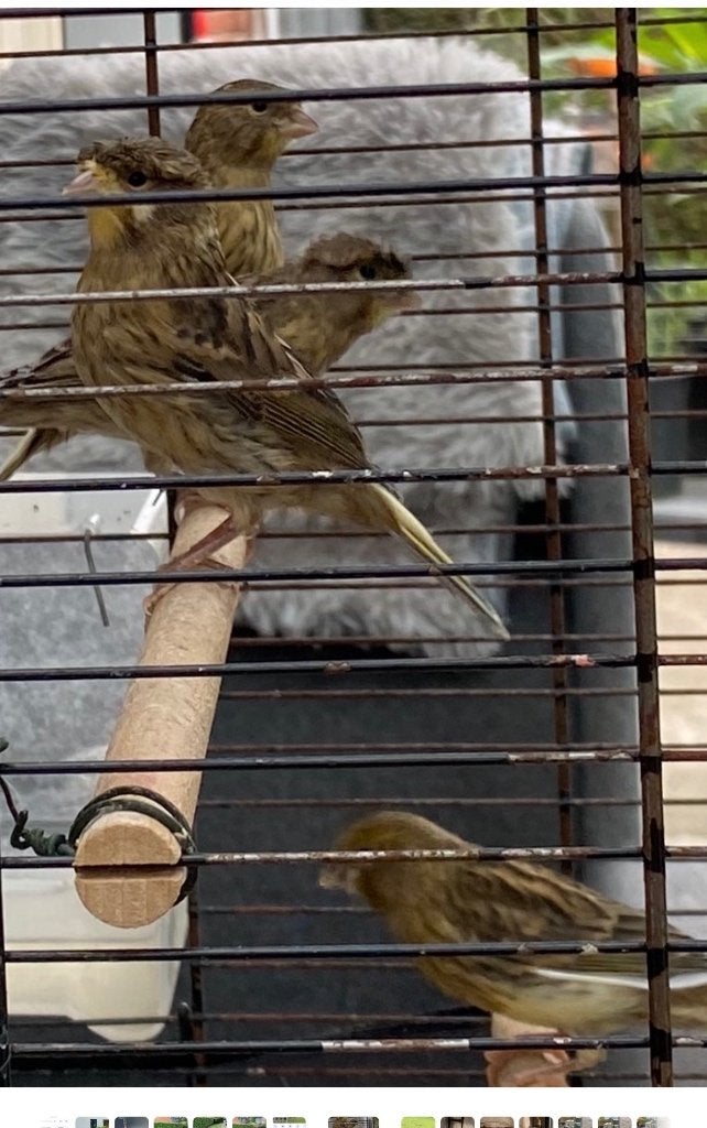 Kanarie, Animaux & Accessoires, Oiseaux | Canaris, Sexe inconnu, Canari de couleur