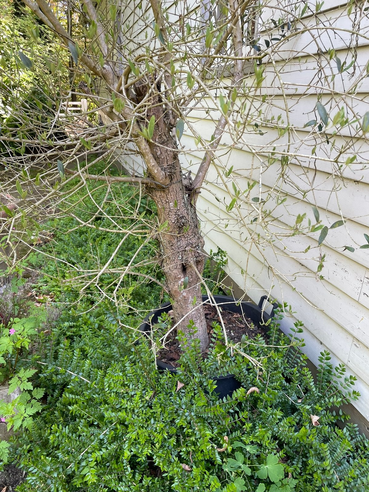 Olijfboom, Tuin en Terras, Planten | Bomen, Ophalen, In pot, Olijfboom