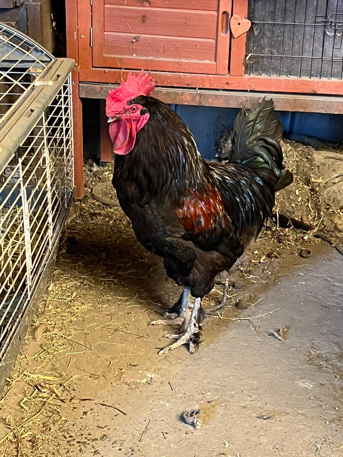 Haan lente 2025 vader (olijf), Dieren en Toebehoren, Pluimvee