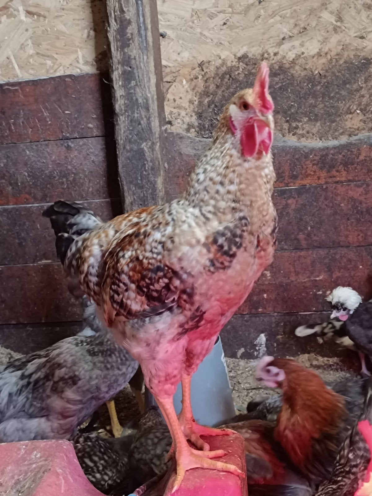Hanen zoeken nieuwe thuis, Dieren en Toebehoren, Pluimvee