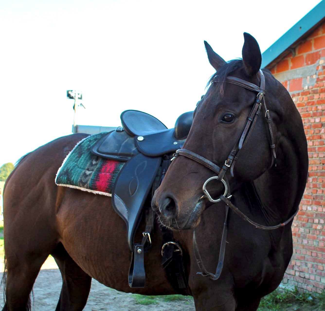 Jolie jument, B, Avec pedigree, Moins de 160 cm, Cheval de récréation