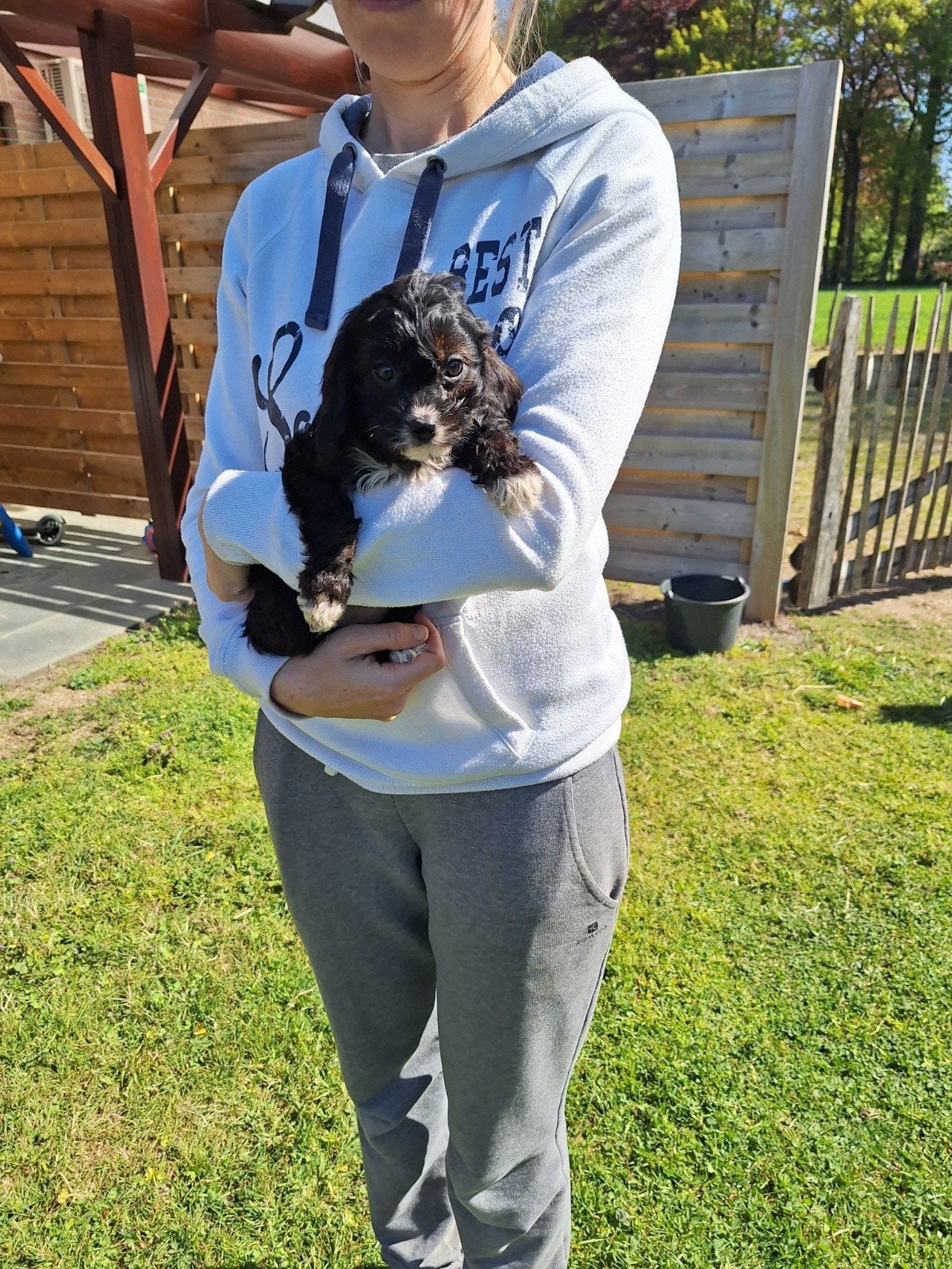Cavapoo pups, Parvo, België, Overige rassen, 8 tot 15 weken