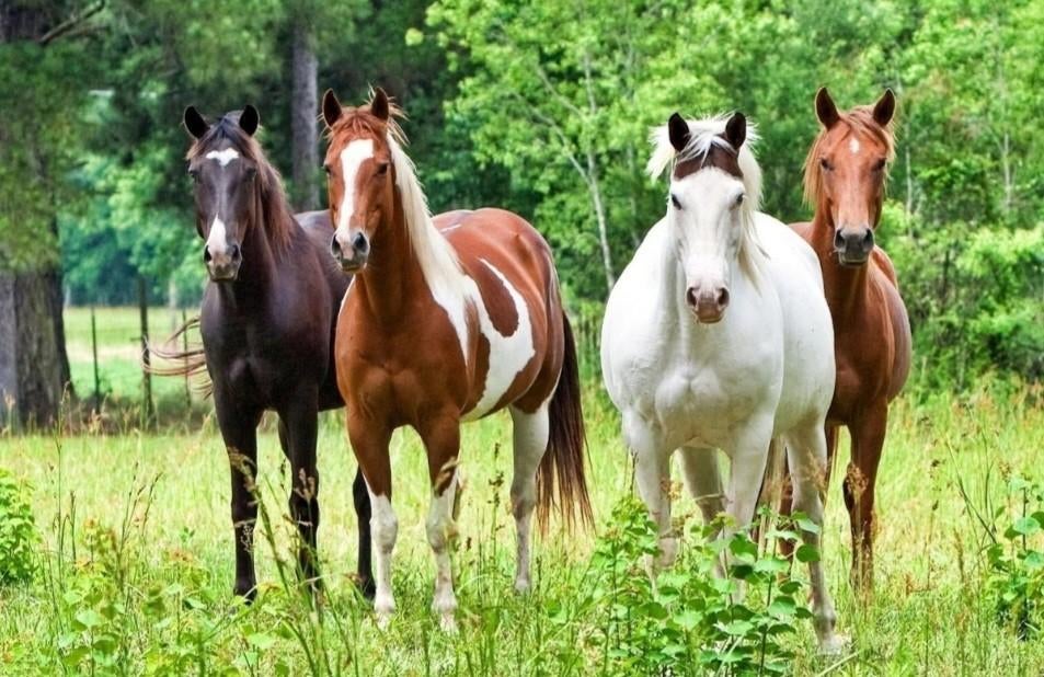 GEZOCHT: WEILAND te huur, Dieren en Toebehoren