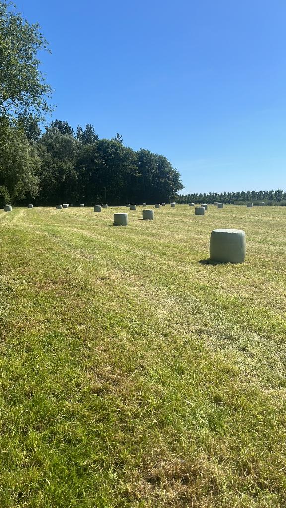 Midibalen voordroog te koop- biologisch, Dieren en Toebehoren, Dierenvoeding, Ophalen, Vee