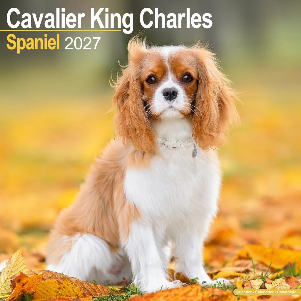 Calendrier Cavalier King Charles 2027 en précommande, Envoi, Calendrier annuel, Neuf